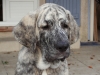 Filename=kif_1713.jpg
Filesize=167KiB
Dimensions=800x600
Date added=%366 %09, %2010 kif_1713.jpg