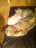 Filename=photo.JPG
Filesize=217KiB
Dimensions=968x1296
Date added=%371 %26, %2010 photo.JPG
