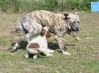 Filename=xl_with_estepa.jpg
Filesize=665KiB
Dimensions=1171x866
Date added=%643 %12, %2011 xl_with_estepa.jpg