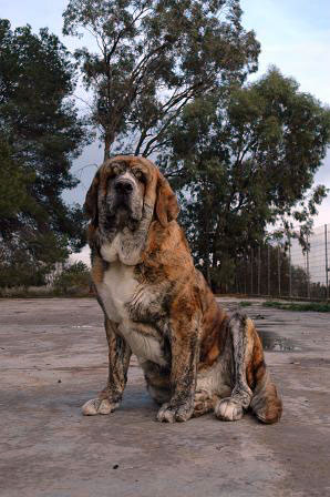 Armani del Agostadero
(Jorgete de Trashumancia X Rubi de Trashumancia)
Born: 08.04.2006
Keywords: agostadero