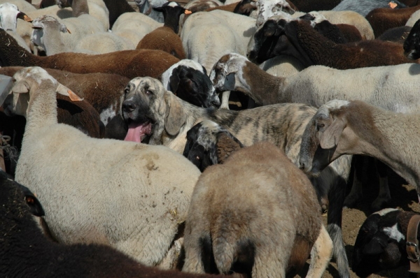 Aneto del Agostadero
Keywords: flock working ganadero agostadero