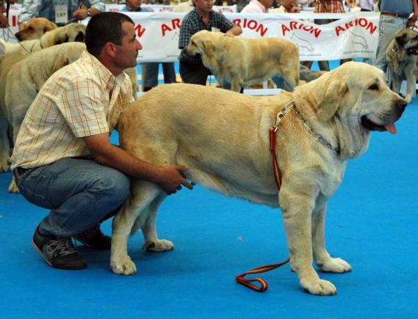 Barbara del Agostadero, Exc. 1, CAC - VII National Dog Show, Valls, Spain 28.01.2007
(Americano de Trashumancia x Fiora) 

Keywords: 2007 agostadero