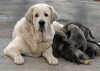 Filename=luna.jpg
Filesize=60KiB
Dimensions=900x644
Date added=%980 %15, %2007 luna.jpg