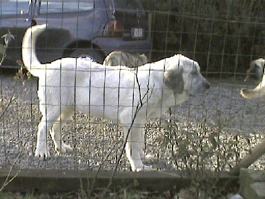 Copo Albo de Fuente-Alcantara (3.5 months)
(Tunante de Autocán x Pury de Valdejera)
Born: 14-10-2003  

Keywords: puppybelgium puppy cachorro alcantara