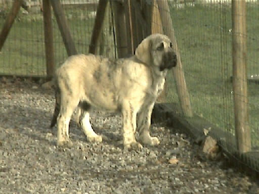 Cacho-Astro de Fuente-Alcantara 3.5 months
(Tunante de Autocán x Pury de Valdejera)
Born: 14-10-2003  

Keywords: puppybelgium puppy cachorro alcantara