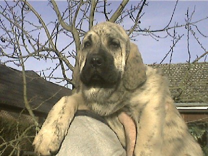 Cacho-Astro de Fuente-Alcantara 2,5 months
(Tunante de Autocán x Pury de Valdejera)
Born: 14-10-2003  

Keywords: alcantara