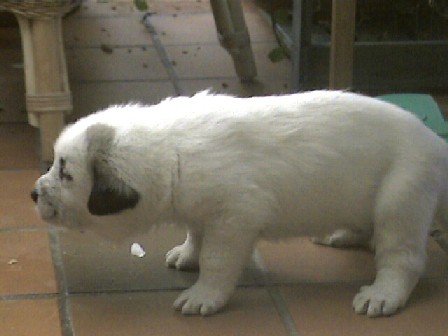 Copo-Albo de Fuente-Alcántara / 3 weeks old
(Tunante de Autocán x Pury de Valdejera)
Born: 14-10-2003

Keywords: puppybelgium puppy cachorro alcantara