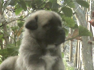 Puppy Fuente-Alcántara (female) 3 weeks
Keywords: puppybelgium puppy cachorro alcantara