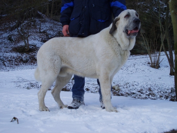 Copo Albo de Fuente-Alcantara 15 months
(Tunante de Autocán x Pury de Valdejera)
14-10-2003  

Keywords: snow nieve alcantara