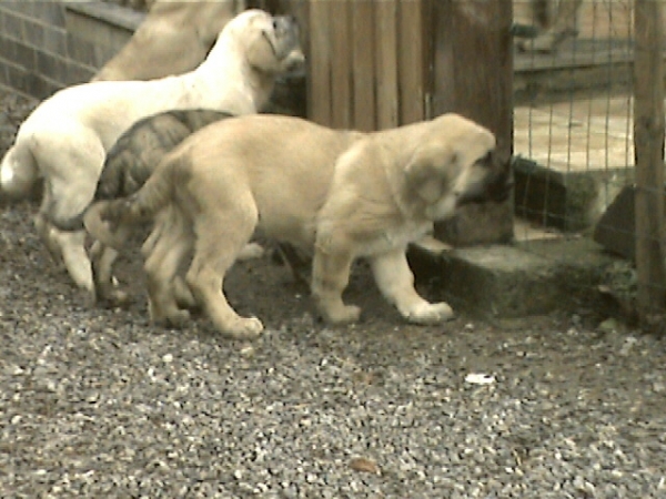 Puppies  - winter/invierno 2003-2004
 

Keywords: puppybelgium puppy cachorro alcantara