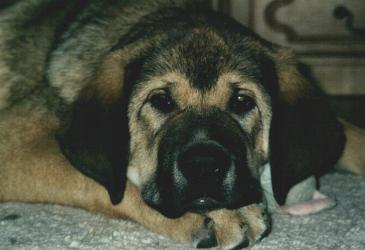 Cira von haus vom Steraldted  - 5 months old
Keywords: puppyholland puppy cachorro