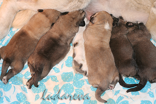 Lu dareva puppies born 22.06.2011
LUCERO Mastibe x EVITA Lu dareva
Keywords: ludareva