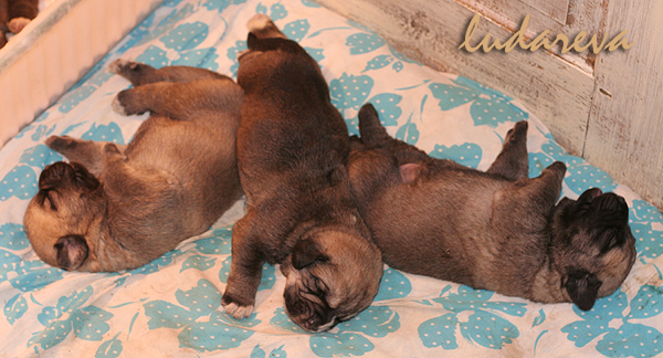 Lu dareva puppies born 22.06.2011
LUCERO Mastibe x EVITA Lu dareva
Keywords: ludareva