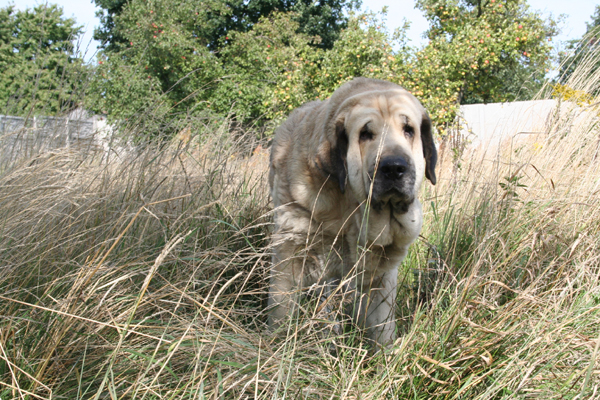 Bazyli - Basil Mastifland,  8 years old
(Davidoff von Haus vom Steralted x Ida Fi-it) 
Keywords: ludareva