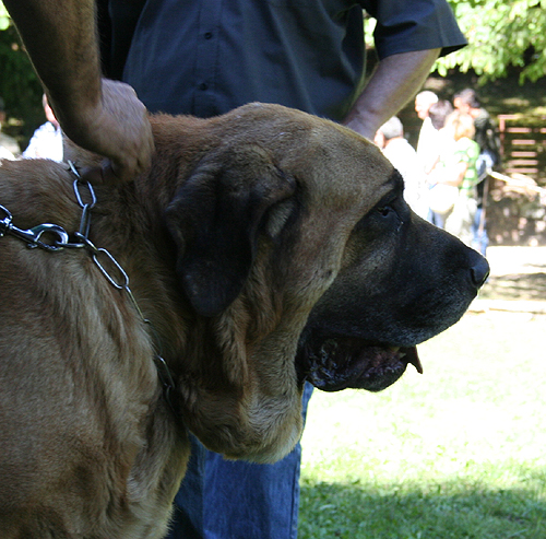 Champion class male - Barrios de Luna 2008
Keywords: head portrait cabeza 2008