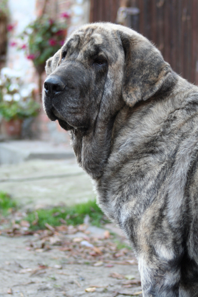 Franchesca Mastibe
5 years old
(Basil Mastifland x Connie Mastibe)
Keywords: ludareva