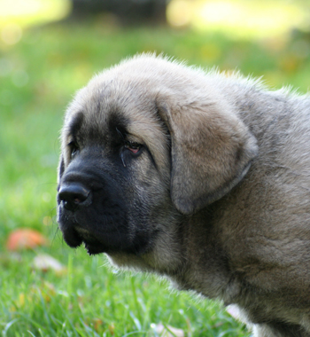 Granda Lu dareva
9 weeks
(Neron de Laciana x Evita Lu dareva)
Keywords: ludareva portrait cabeza