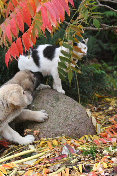 Puppies with "a big cat" ;)
Gizi, Granda with Maciek (the big cat :) )
Keywords: ludareva