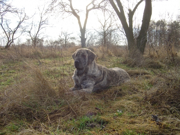 Franchesca Mastibe - 5 years old
(Basil Mastifland x Connie Mastibe)
Keywords: ludareva