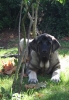 Filename=puppy-monografica2008.jpg
Filesize=278KiB
Dimensions=400x579
Date added=%372 %15, %2008 puppy-monografica2008.jpg