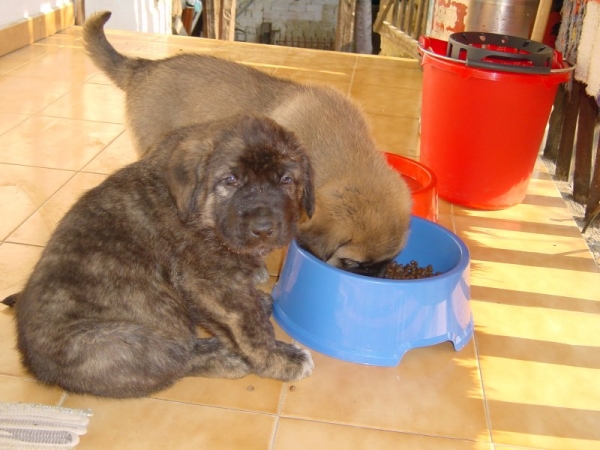 Tigre y Reina con un mes.
Keywords: puppyspain puppy cachorro gelin32