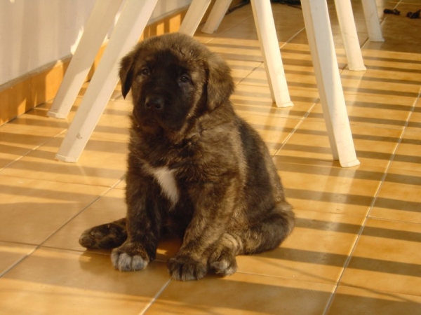 Tigre con un mes.
Keywords: puppyspain puppy cachorro gelin32