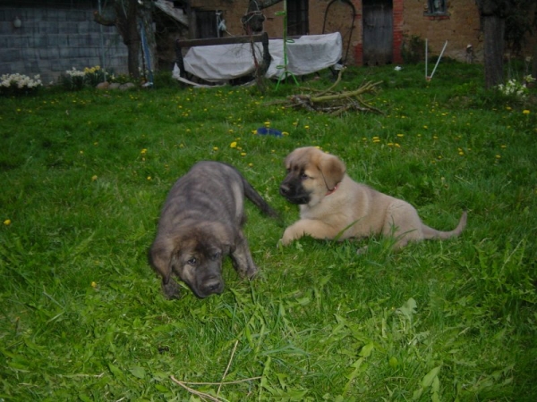 Tigre y Reina con dos meses.
Keywords: puppyspain puppy cachorro gelin32