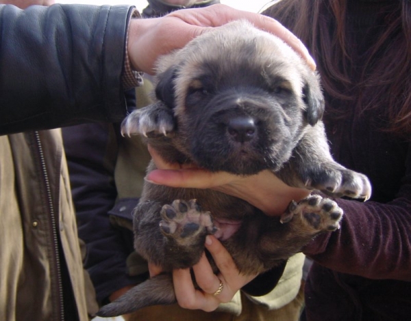 Reina con una semana
Keywords: puppyspain puppy cachorro gelin32