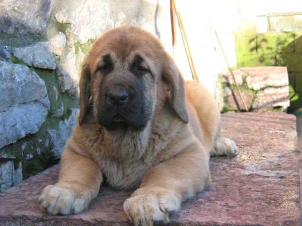 Salma de Babia - about 2 months old
Daughter of Ulises de Babia.
 

Keywords: puppyspain puppy cachorro