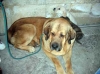 Filename=Ron-de-Babia.jpg
Filesize=12KiB
Dimensions=314x235
Date added=%621 %23, %2006 Ron-de-Babia.jpg