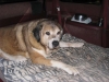 Filename=047_resized.jpg
Filesize=143KiB
Dimensions=1650x1238
Date added=%344 %16, %2010 047_resized.jpg
