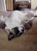 Filename=toundra6.jpg
Filesize=33KiB
Dimensions=350x467
Date added=%606 %14, %2006 toundra6.jpg