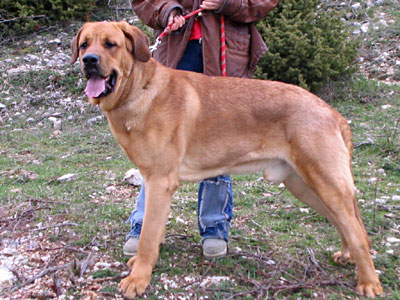 Astor del Perro Ganadero - 12 months.
(Buster Tornado Erben x Debby Mastibe)  

