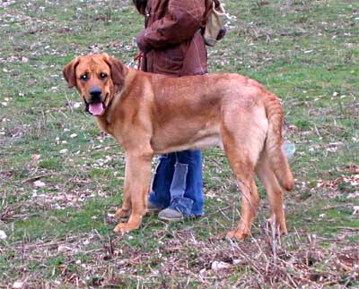 Astor del Perro Ganadero - 12 months.
(Buster Tornado Erben x Debby Mastibe)  

