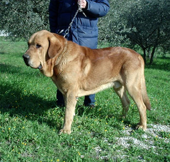 Dago Mastibe
(Fredi Bleiki x Archie Mastbe)
Born: 01-09-2001  

