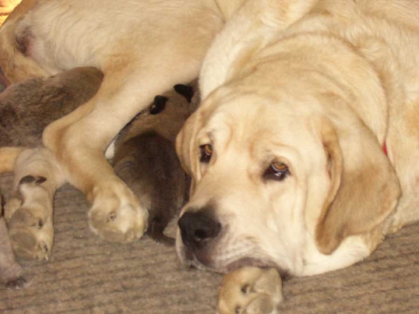 Bonita del Perro Ganadero and her puppies
Puppies born 27.10.2006
Keywords: puppyitaly puppy cachorro