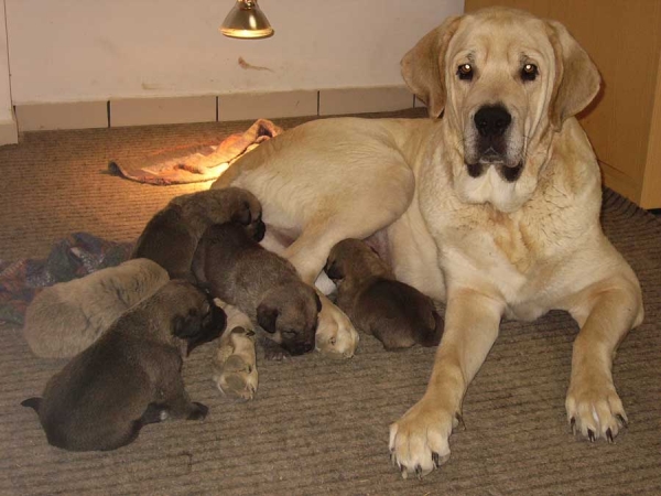 Bonita del Perro Ganadero and her puppies
Puppies born: 27.10.2006 
Keywords: puppyitaly puppy cachorro