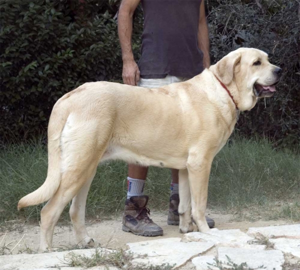 Bonita del Perro Ganadero
(Buster Tornado Erben x Debby Mastibe) 
