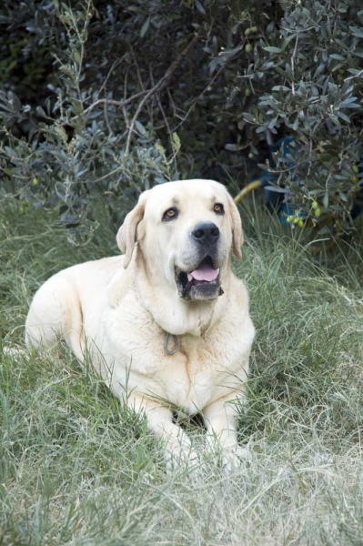 Bonita del Perro Ganadero
(Buster Tornado Erben x Debby Mastibe) 
