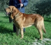 Filename=Dago3.jpg
Filesize=45KiB
Dimensions=350x314
Date added=%818 %15, %2006 Dago3.jpg
