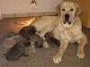 Filename=bonita-puppies2.jpg
Filesize=53KiB
Dimensions=900x675
Date added=%493 %23, %2006 bonita-puppies2.jpg