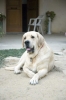 Filename=cani-232.jpg
Filesize=43KiB
Dimensions=665x1000
Date added=%331 %28, %2006 cani-232.jpg