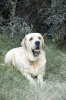 Filename=cani-256.jpg
Filesize=99KiB
Dimensions=665x1000
Date added=%331 %28, %2006 cani-256.jpg