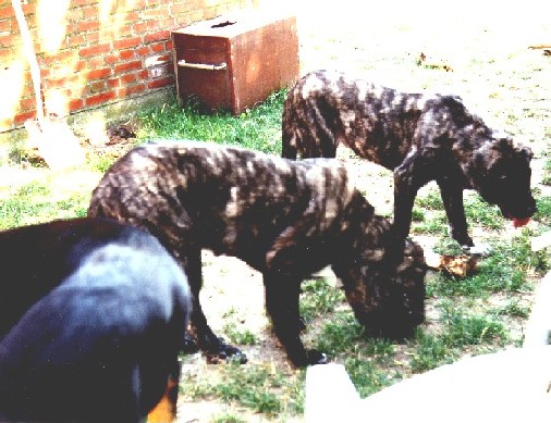 max1 & freja 1995
Keywords: bisonte