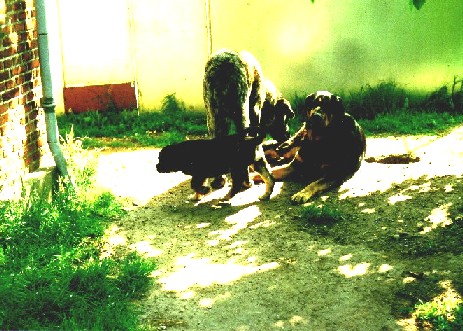 Nispolla de Tabaire, Max del Coto de Vera, Mille del Coto de Vera - 1999
Keywords: bisonte