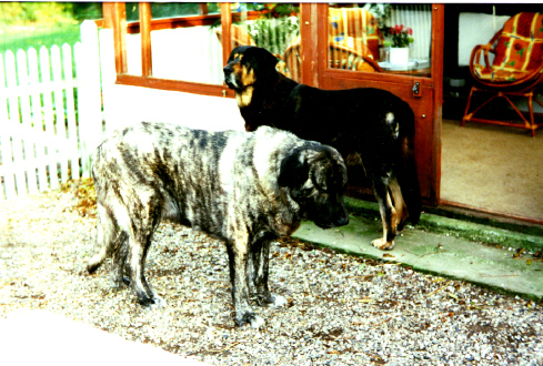 Nispolla & Max 2002
Keywords: bisonte