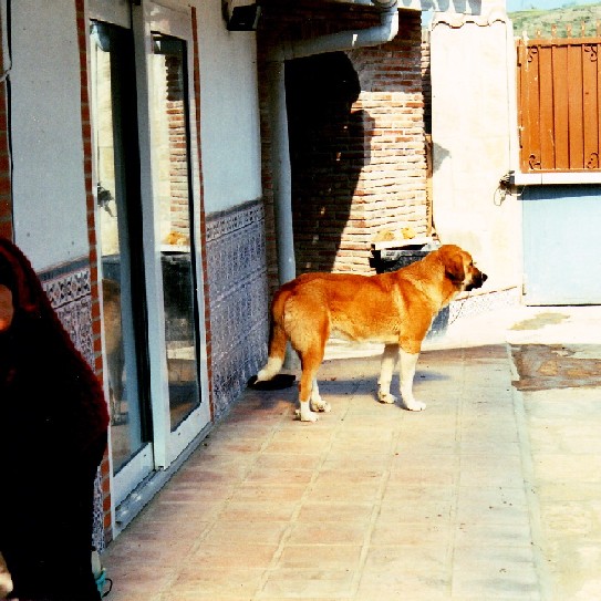Sita 1992 - my first Mastin Espanol
Keywords: bisonte