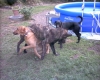 Filename=31%2C07%2C05_017.jpg
Filesize=92KiB
Dimensions=356x285
Date added=%332 %16, %2006 31%2C07%2C05_017.jpg