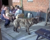 Filename=hos_tommy_006.jpg
Filesize=155KiB
Dimensions=640x512
Date added=%315 %16, %2006 hos_tommy_006.jpg