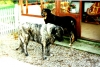 Filename=mille_%26_max_2002.jpg
Filesize=189KiB
Dimensions=489x330
Date added=%411 %16, %2006 mille_%26_max_2002.jpg